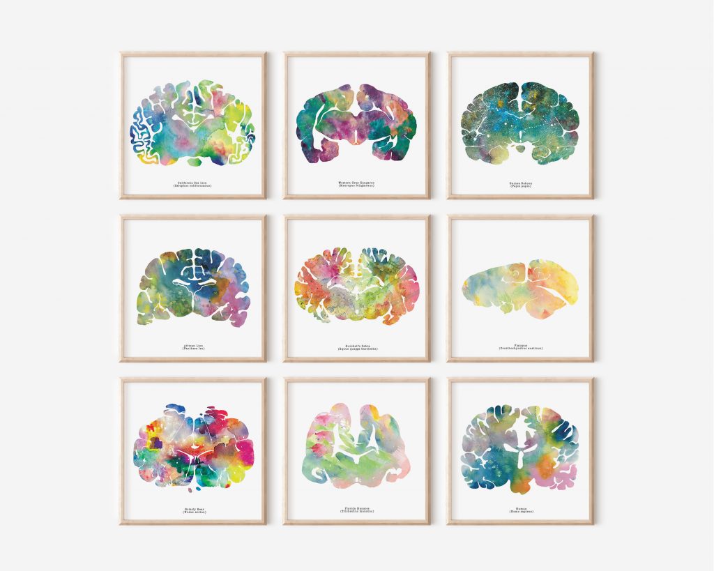 Set of 9 Brain Art Prints - 12" x 12"