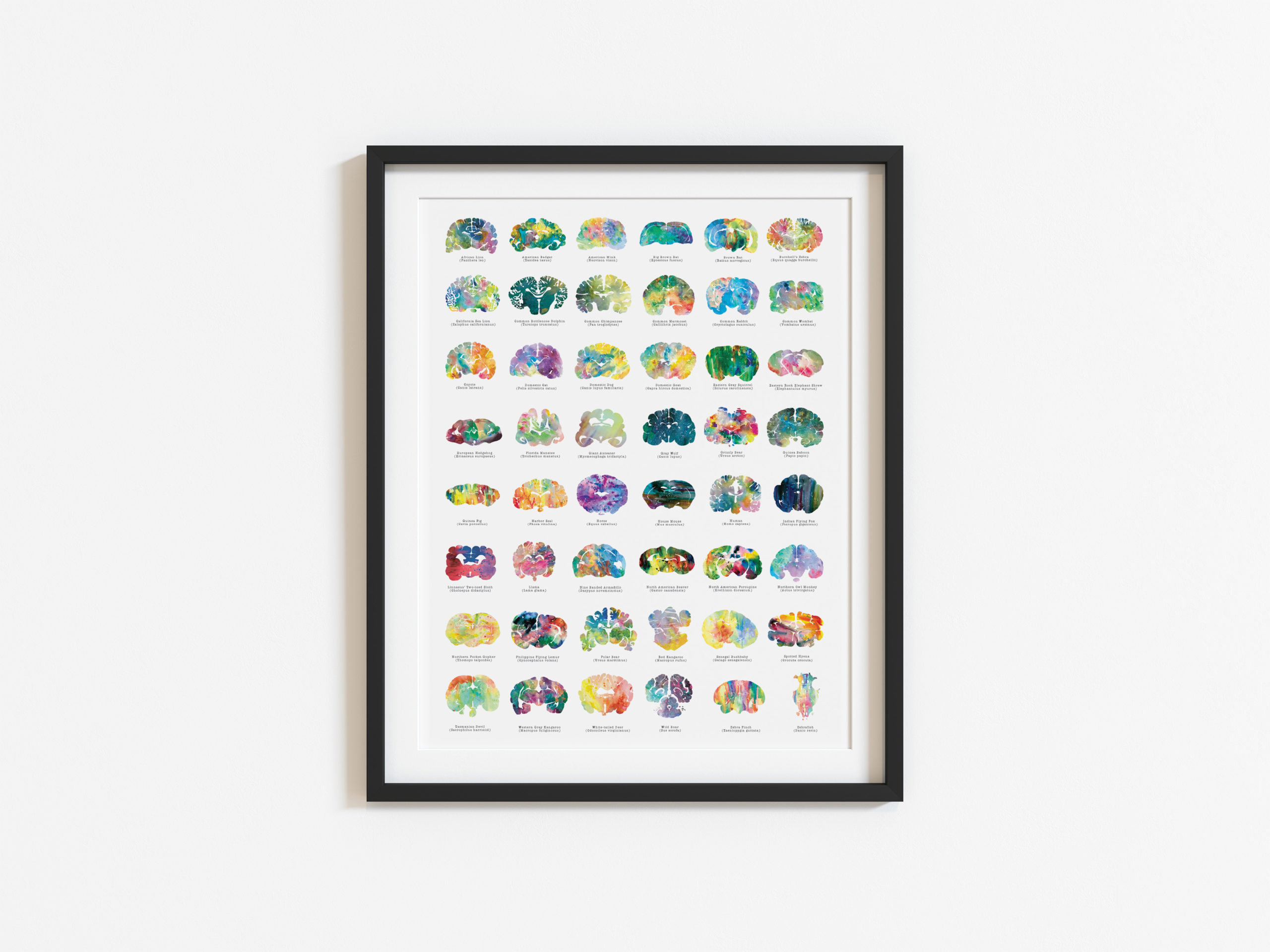 18" x 24" neuroscience art poster animal brain print