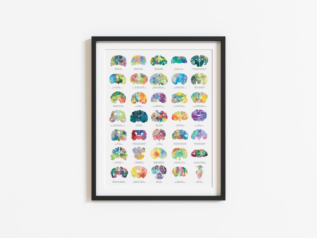 Neuroscience Brain Art poster psychology art watercolor animal brains