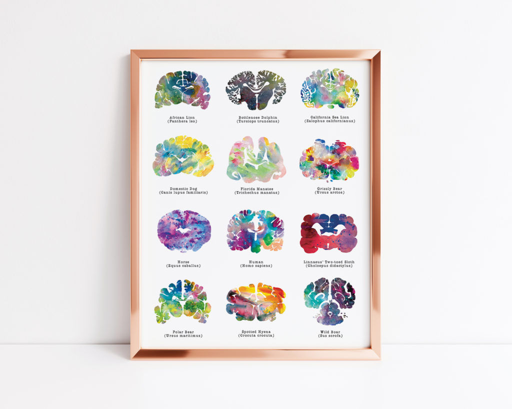 Animal Brain Art - 8.5" x 11" Artwork
