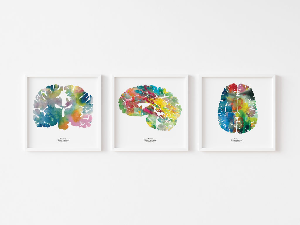 neuroscience art prints human brain art watercolor white framed sagittal axial coronal views 