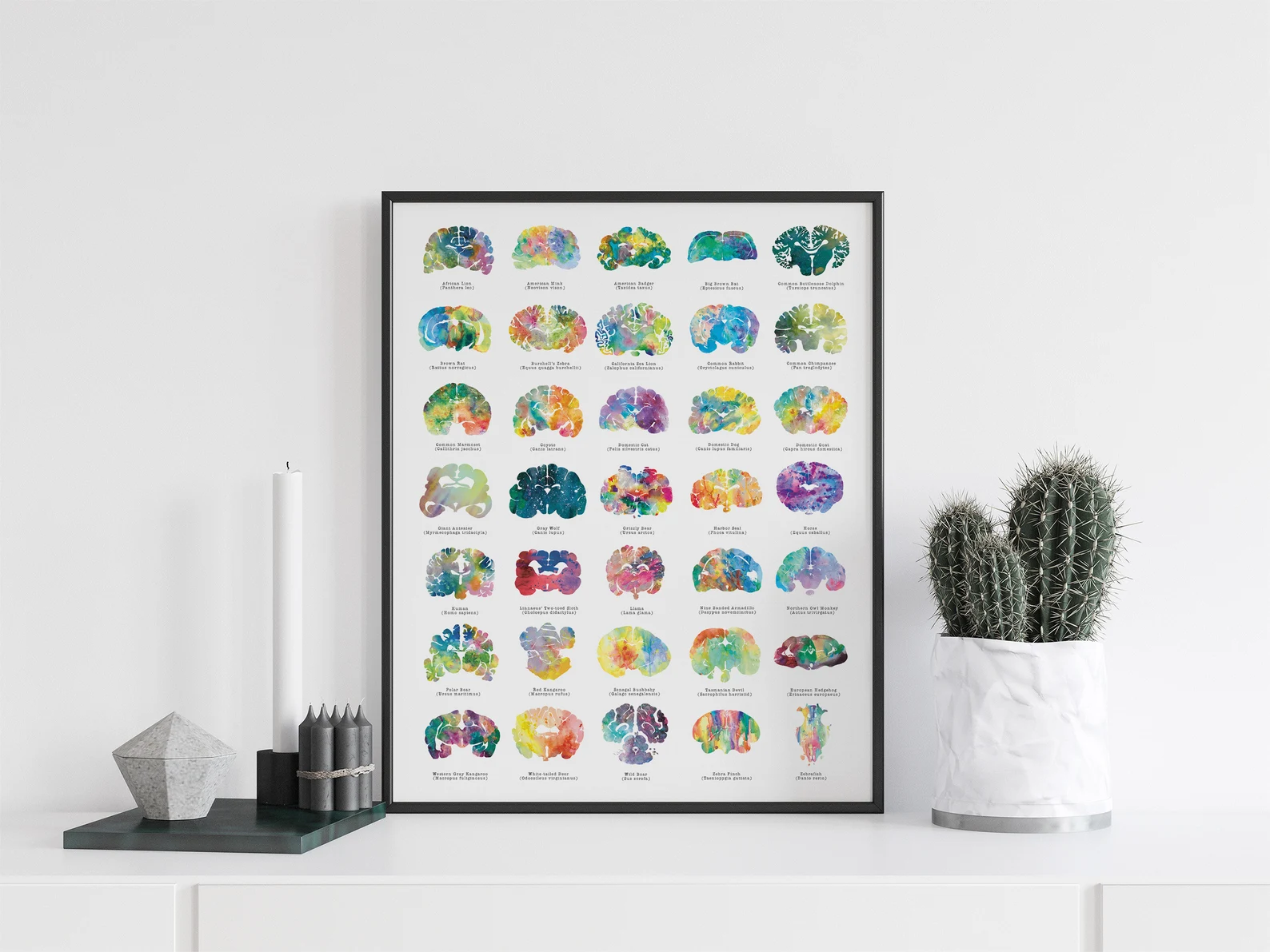 Animal Brain Art