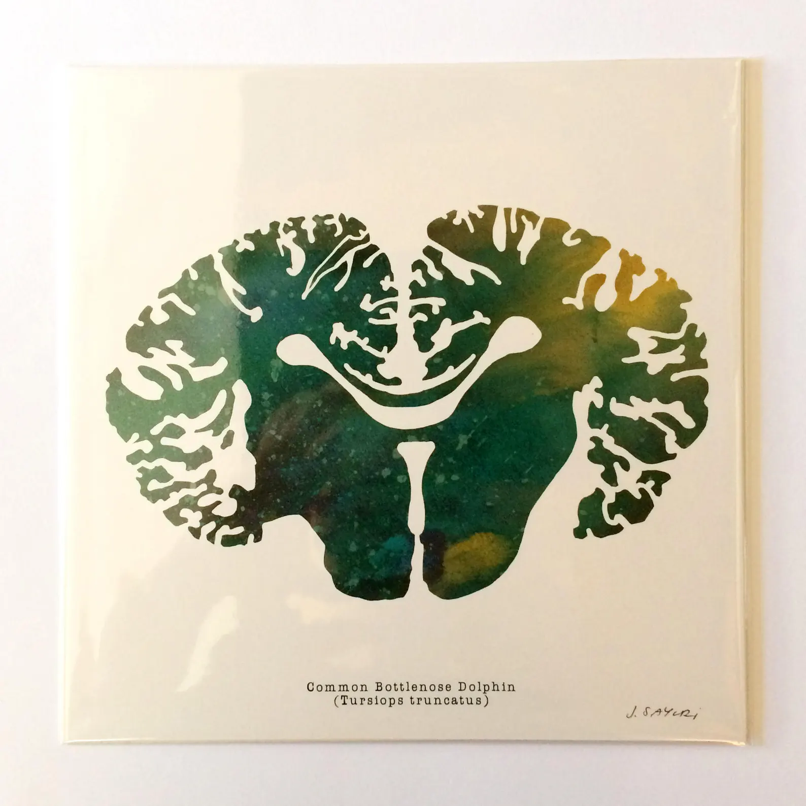 Bottlenose Dolphin Brain Art Print