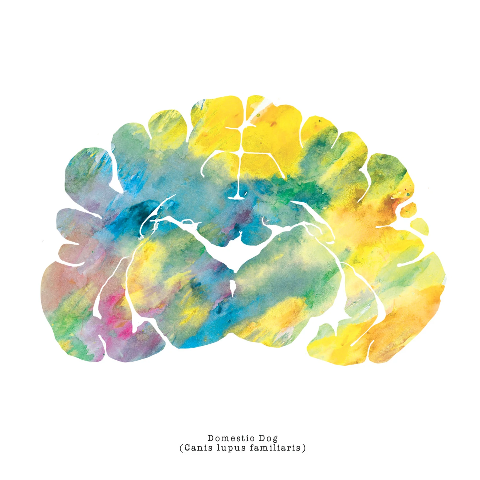 Domestic Dog Brain Art