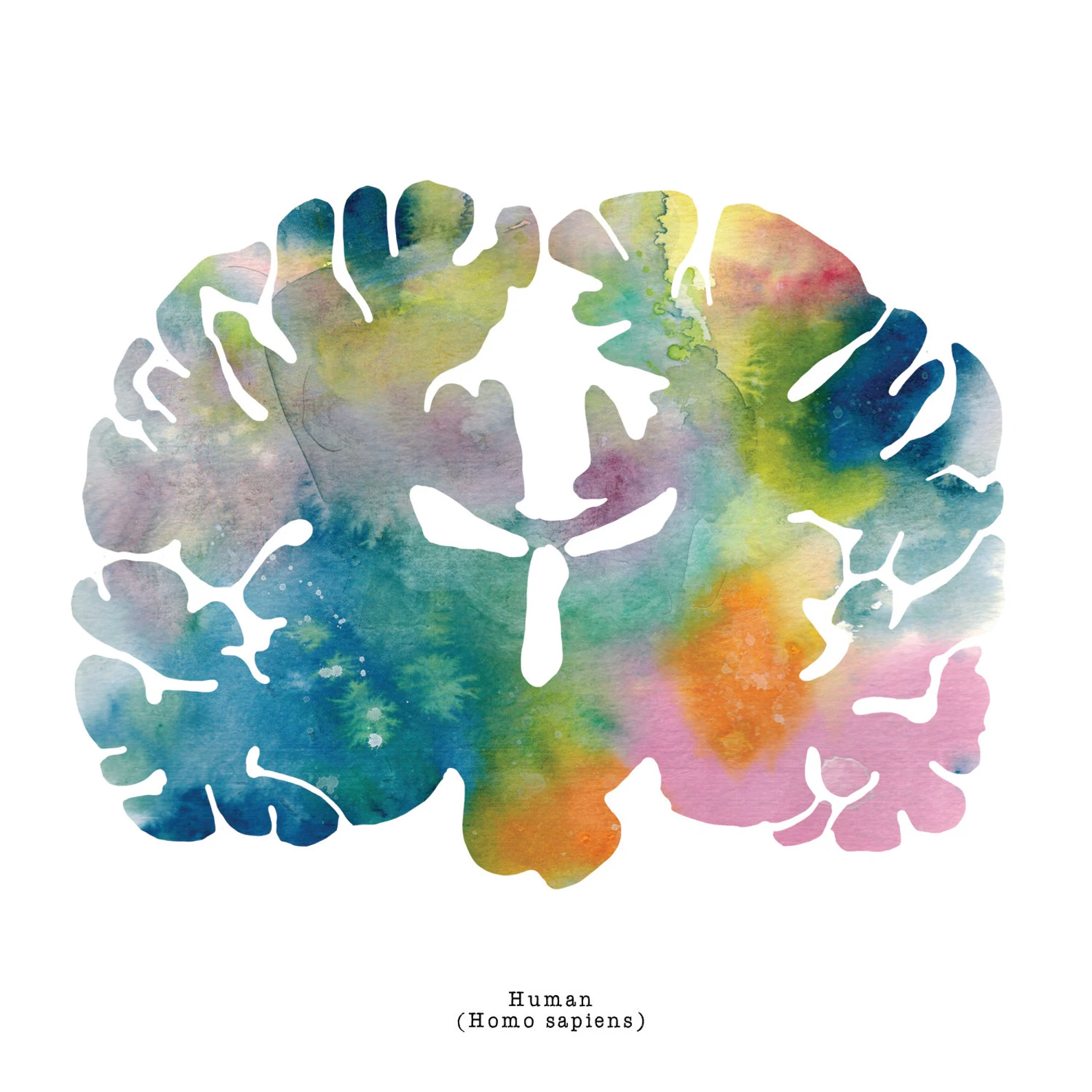 neuroscience art print watercolor human brain art j sayuri 