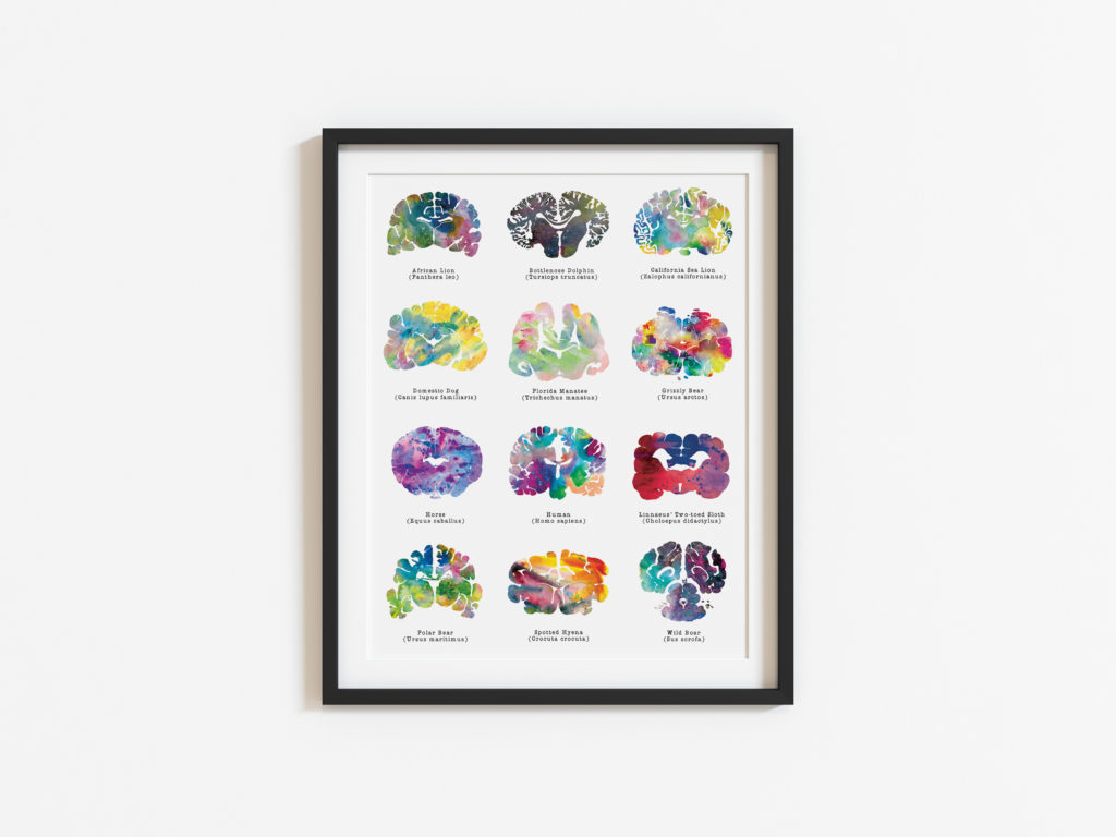 Veterinary Wall Art 12 different watercolor animal brains gift for veterinarian wall art