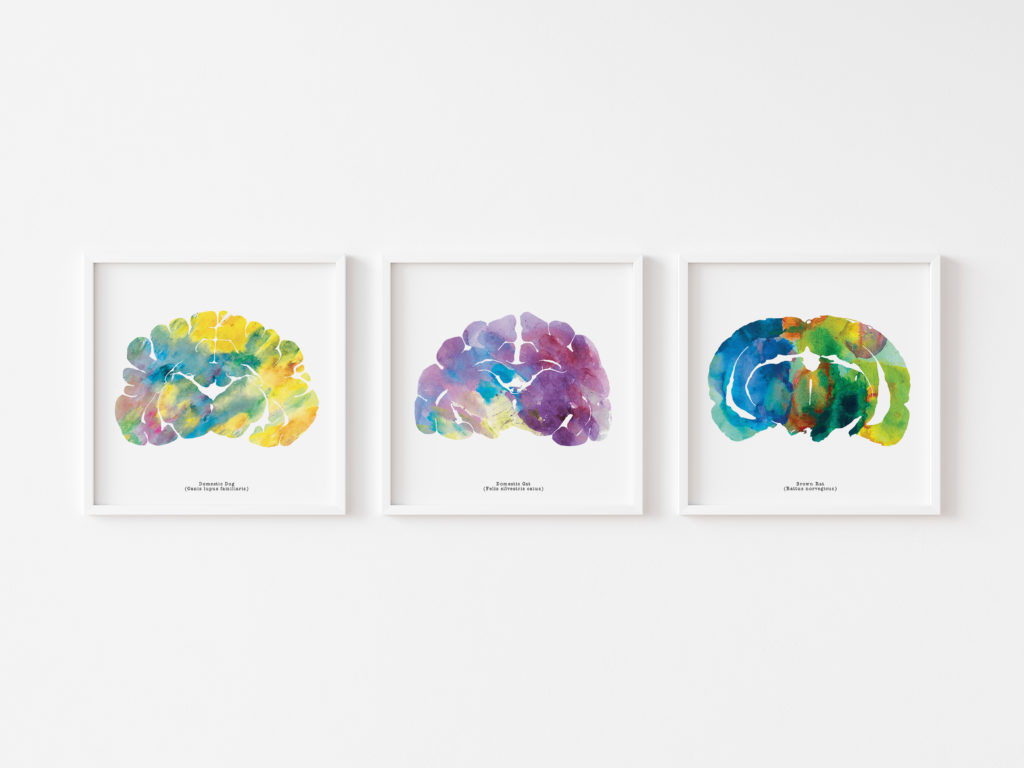 white framed veterinary neurology wall art of dog cat and rat brain watercolor art of animal brains for veterinary offices