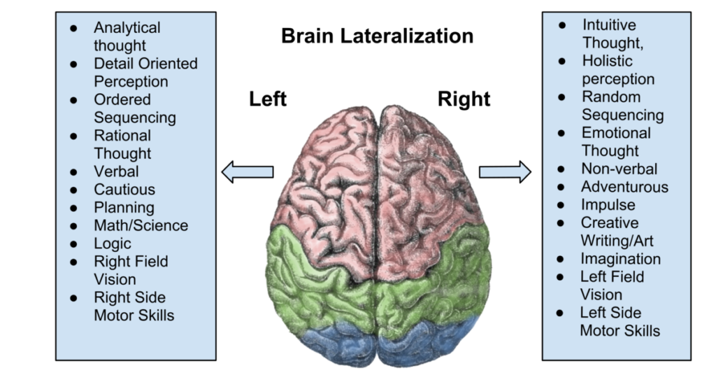 Split-brain - Wikipedia