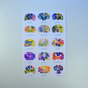 Animal brain art risograph print by J. Sayuri: fifteen colorful animal brains in alphabetical order