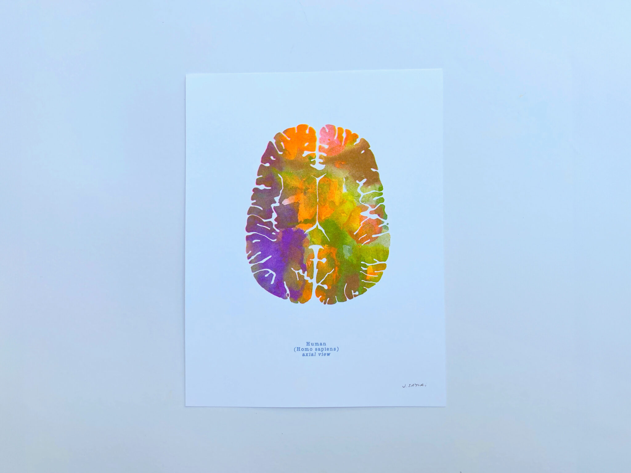 Axial view human brain risograph print