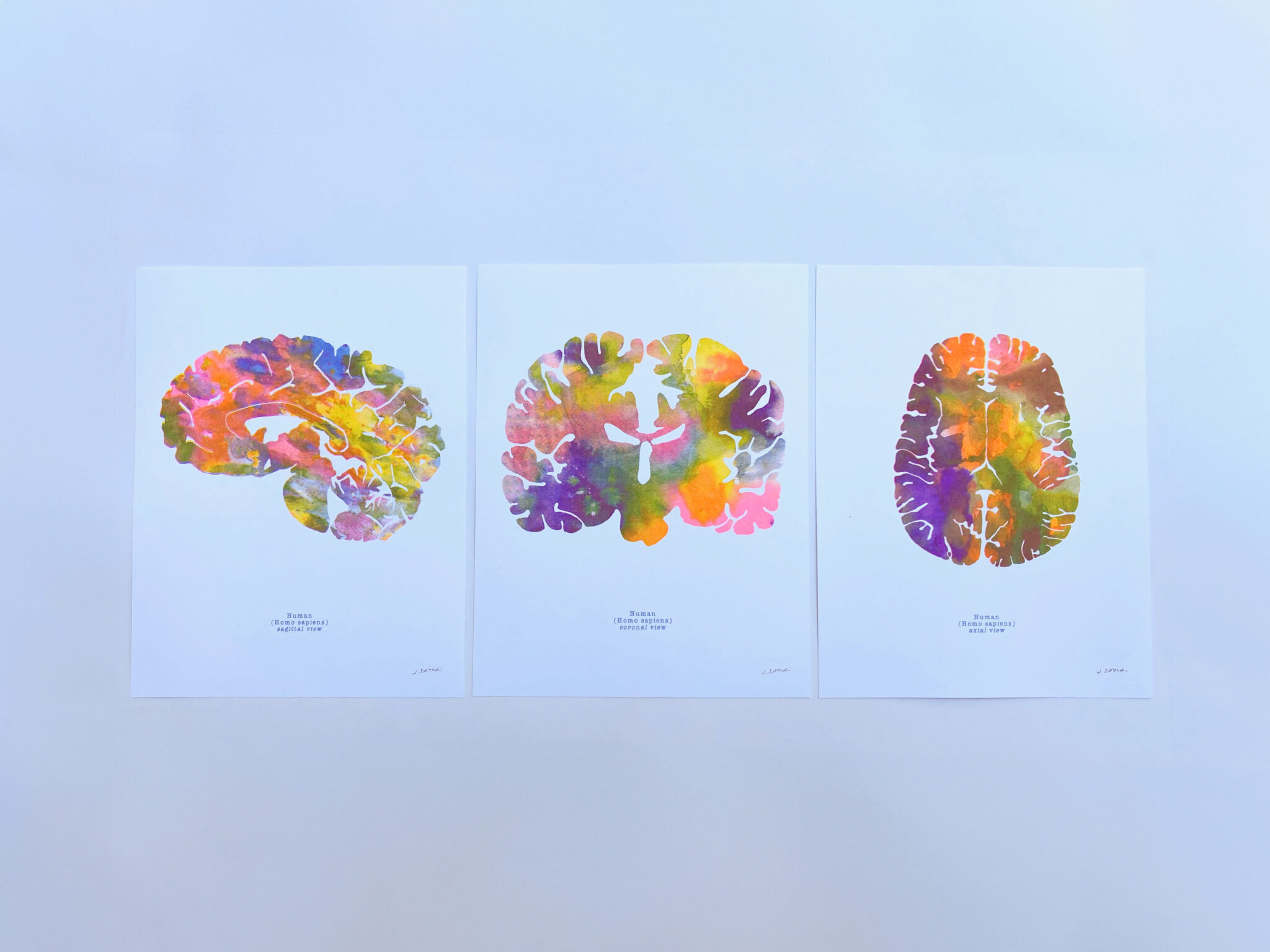 Human brain art risograph print set of 3 by J. Sayuri: axial, coronal and sagittal views side by side