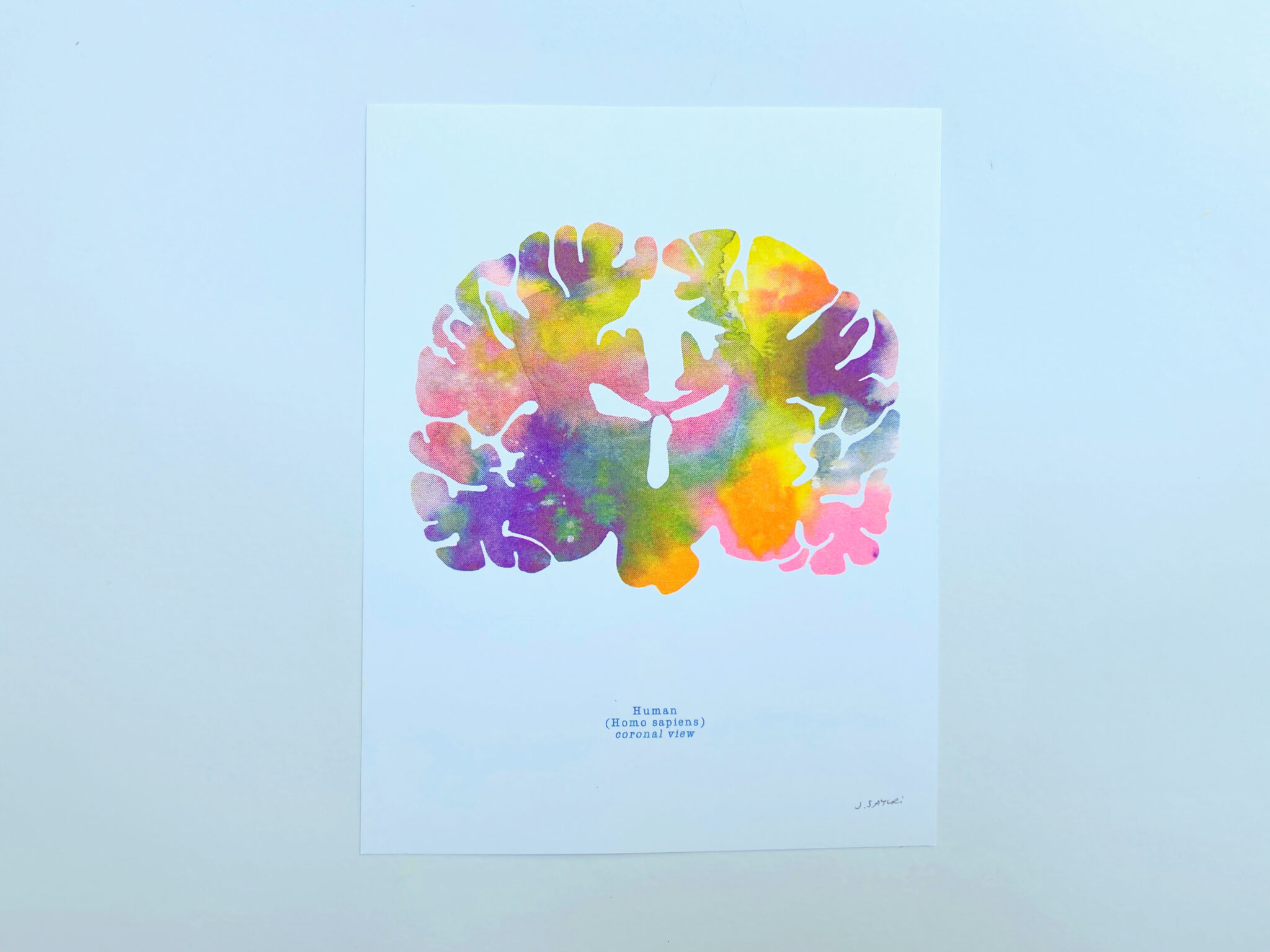 Coronal view human brain risograph print