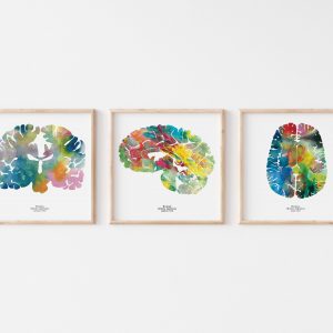 neuroscience brain art set of three prints axial sagittal coronal wooden frames